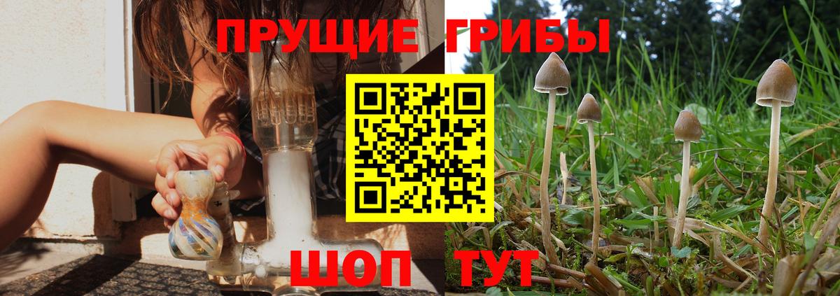 Псилоцибиновые грибы Psilocybine cubensis Егорьевск